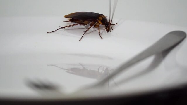 Close up, one single cockroach crawling on empty white dinner plate. Handheld. 