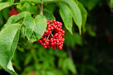 red elderberry in summer closeup