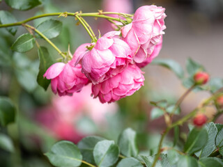 Blooming red rose bud with raindrops close up