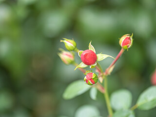 Blooming red rose bud with raindrops close up