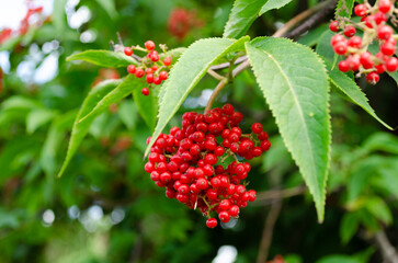 red elderberry in summer closeup