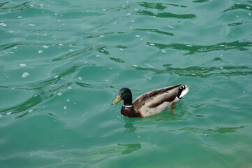 duck in the water