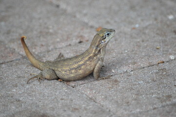 lizard on a rock