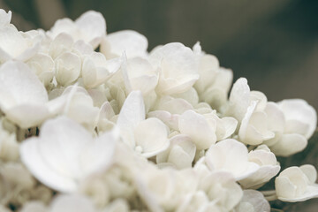 Light sunny green blooming bunch flowers romantic macro retro vintage wallpaper