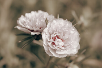 Pink small roses romantic flowers buds with blur green background retro vintagemacro