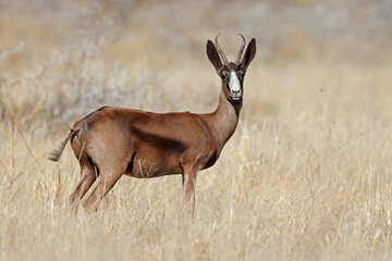 A rare black springbok antelope (Antidorcas marsupialis) in grassland, South Africa.