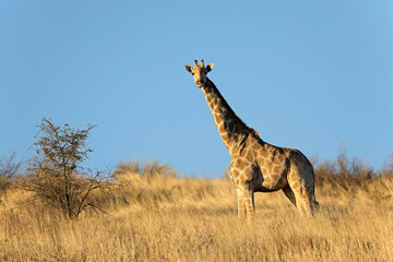 A giraffe (Giraffa camelopardalis) in natural habitat, Kalahari desert, South Africa.