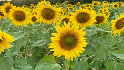 Obraz premium Sunflower field before sunset in Lublin region