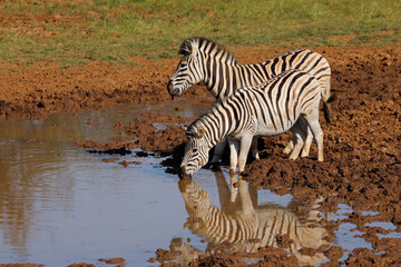 Fototapeta premium Plains zebras (Equus burchelli) drinking at a waterhole, Mokala National Park, South Africa.