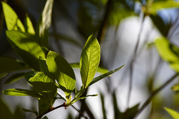 Delightful Green Leaves