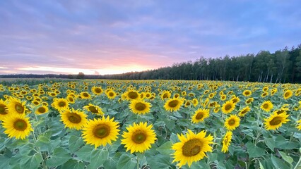 Obraz premium Sunflower field before sunset in Lublin region