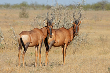 A red hartebeest (Alcelaphus buselaphus) pair, Etosha National Park, Namibia.