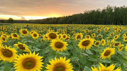 Obraz premium Sunflower field before sunset in Lublin region
