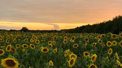 Obraz premium Sunflower field before sunset in Lublin region