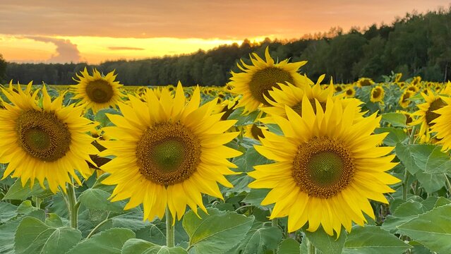 Sunflower field before sunset in Lublin region © Józef