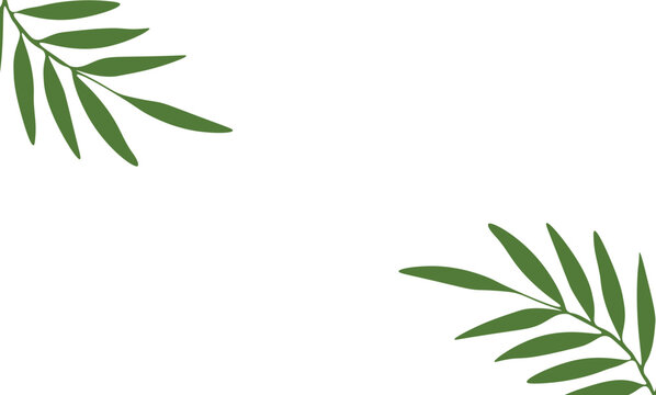 palm leaf vector drawing white background tropical plants for nature design