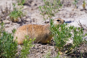 Little yellow ground squirrel on grass plant