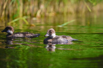 Fototapeta premium ducks in the lake
