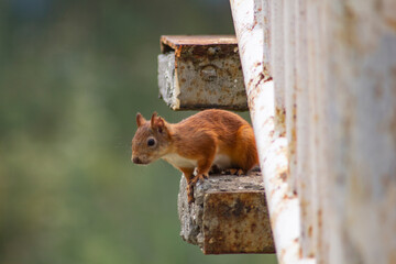 The squirrel is sitting on the steps. A red squirrel sits on concrete steps in a nature reserve