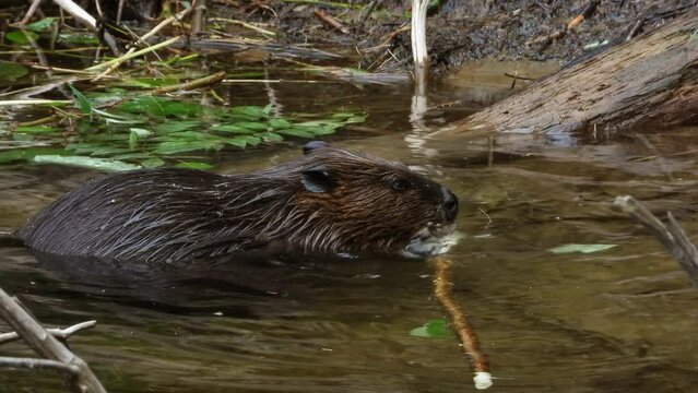 Majestic American beaver working in shallow forest water, static view