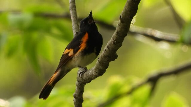 Male American redstart viewed in closeup in the summer and turning around