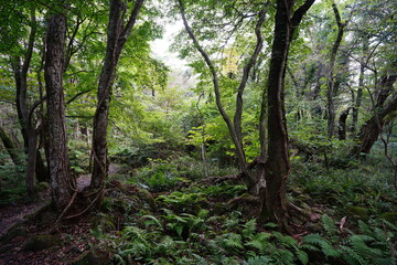 Fototapeta na wymiar mossy trees and rocks in old forest