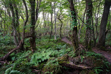 mossy trees and rocks in old forest