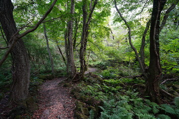autumn forest path in the sunlight