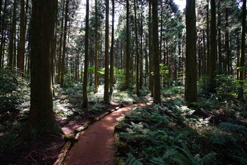 cedar forest and pathway in the gleaming sunlight