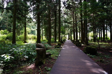 cedar forest and pathway in the gleaming sunlight