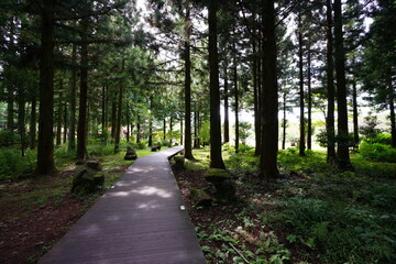 cedar forest and pathway in the gleaming sunlight