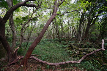fallen tree in deep forest