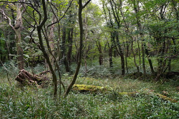fallen tree in deep forest