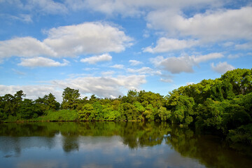 Fototapeta na wymiar 池の上空に白い雲が沢山浮かんでいる風景