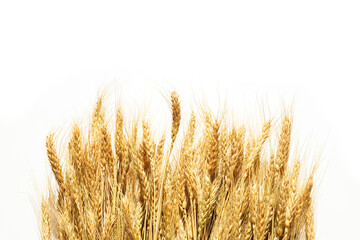 Banner with golden ripe ears of oats on an isolated white background. selective focus. Ears of wheat. the concept of the israeli holiday shavuot. ripe barley ears. Ripening ears of golden wheat.