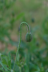 FU 2021-06-06 Mohn 28 Die Knospe der Mohnblume ist geschlossen