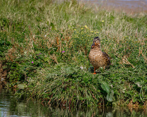 mallard duck stand on bank of lake 