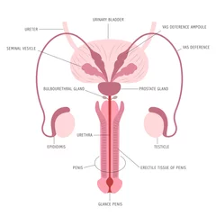 Fotobehang Infographic of the anatomy of male reproductive organs on white background with captions © Maryna Vladymyrska