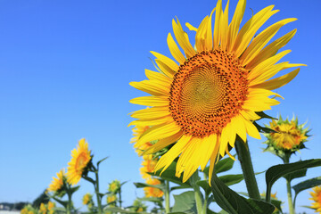 青空とひまわり