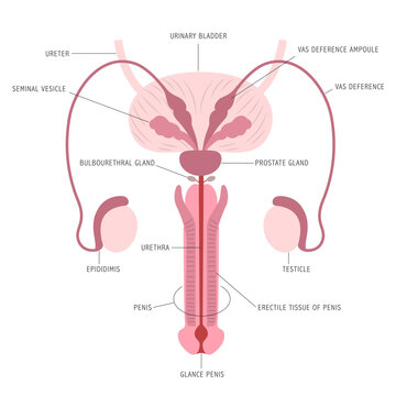 Infographic of the anatomy of male reproductive organs on white background with captions