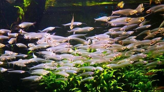 Large number of Catfish, the type species of the genus Kryptopterus in an aquarium.
