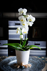 beautiful orchid plant