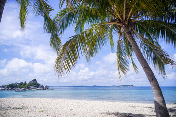 Fototapeta na wymiar Tropical beach with sand and palm tree 