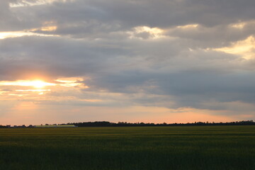 Sunset behind the clouds against the backdrop of a wheat field.