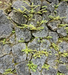Stone wall with moss