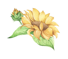 Sunflower. Watercolor floral illustration.