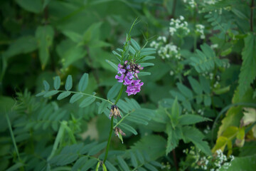 lilac flower close-up in the grass
