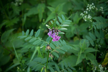 lilac flower close-up in the grass