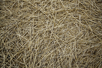 Dry straw background