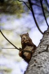 Squirrel eating in the forest